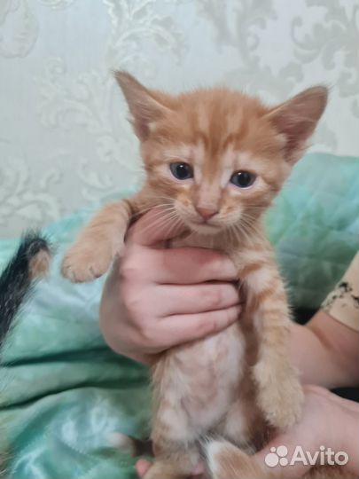 Котята