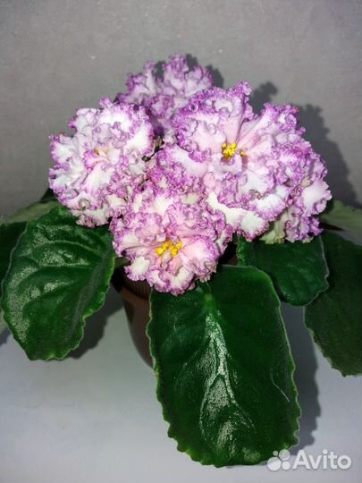 Фиалки сортовые детки