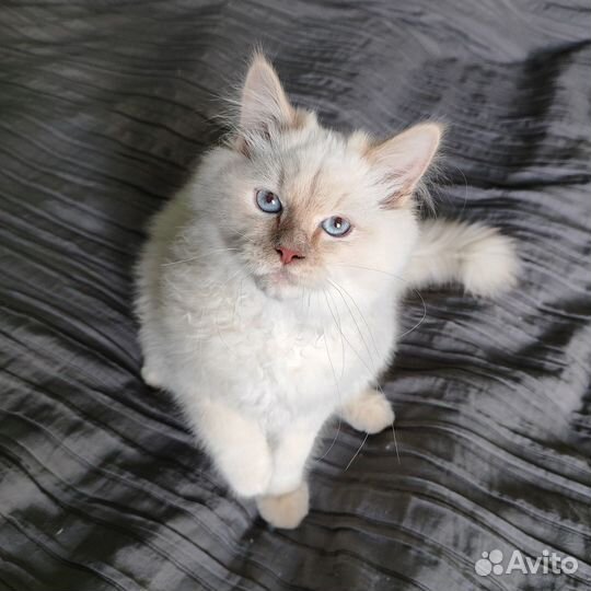 Котята невачки