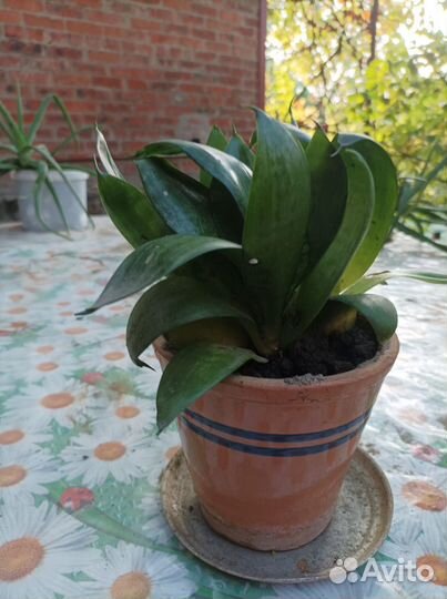 Комнатные цветы бесплатно