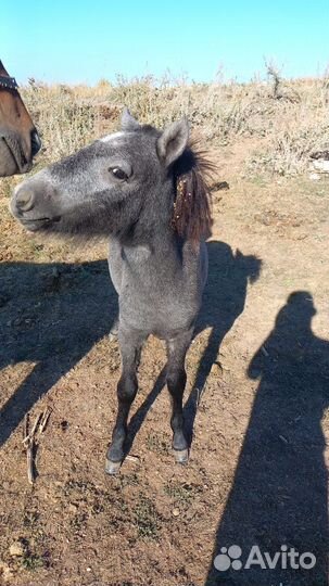 Пони лошадь