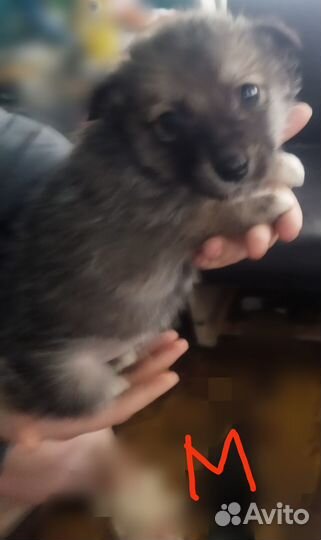 Щенки в добрые руки