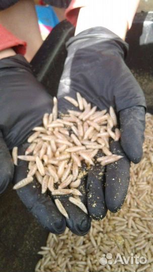 Качественный опарыш