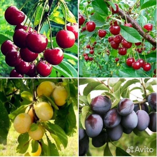 Саженцы, Слива Медовая, Чернослив, Вишня