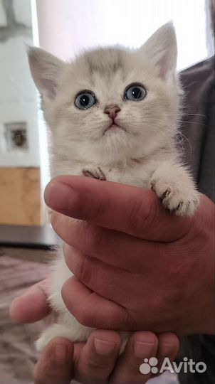 Британские котята