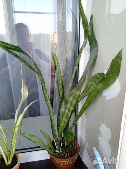 Сансевиерия