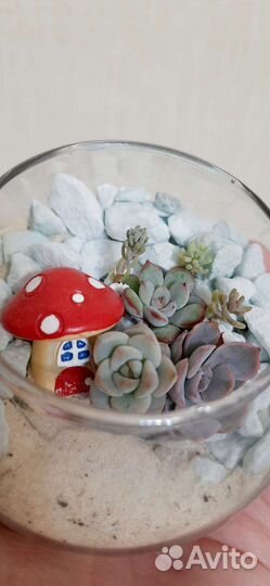Флорариум подарок