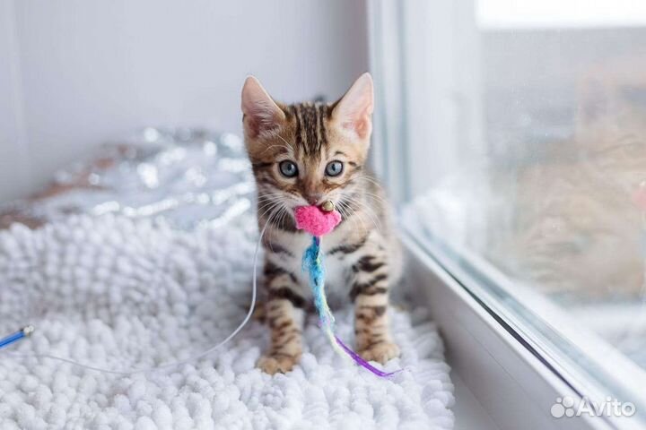 Питомник бенгальских кошек