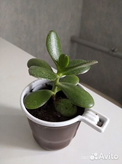 Толстянка (денежное дерево)