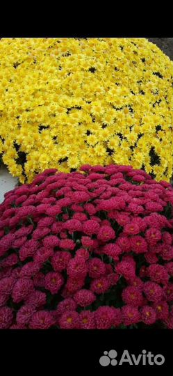 Хризантема микс разных сортов(опт)