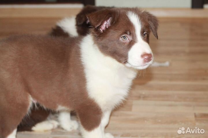 Бордер-колли