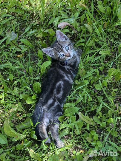 Котенок в добрые ответственные руки