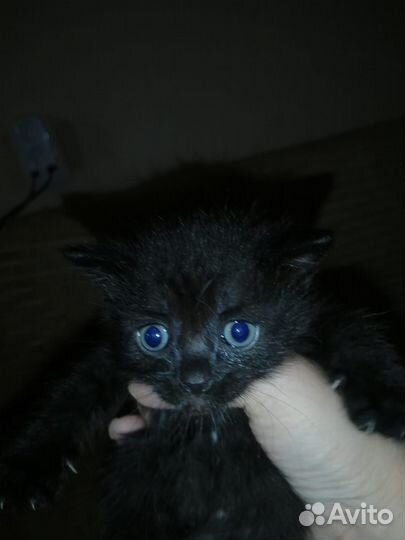 Котенок мальчик
