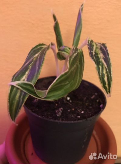 Агланеома бай какао