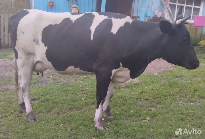 Корова стельная дойная