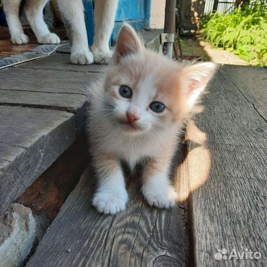 Кошка