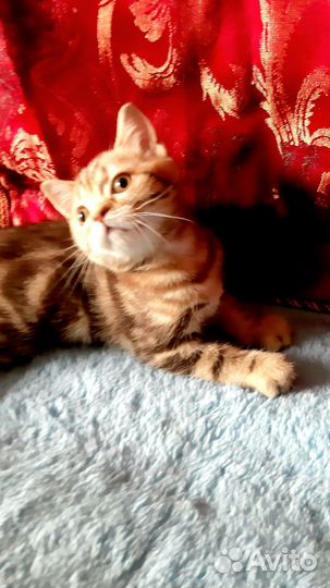 Шотландский котик