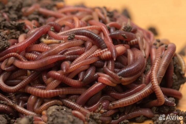 Червь 24 часа