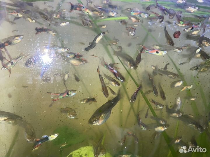 Рыбки гуппи