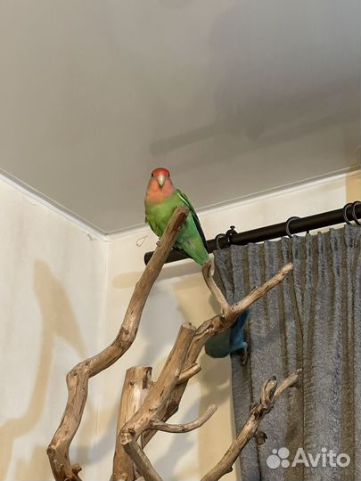 Попугай Неразлучник