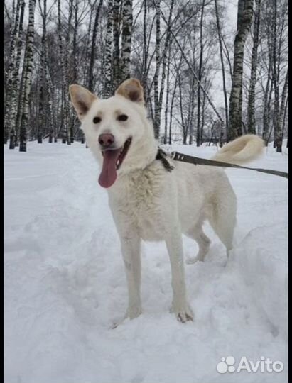 Айс из приюта хочет домой