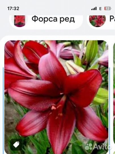 Лилии луковицы