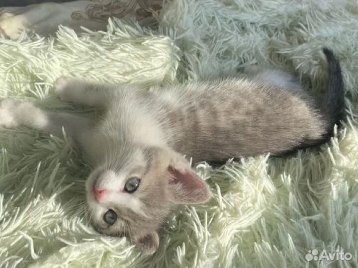 Кошки в добрые руки бесплатно