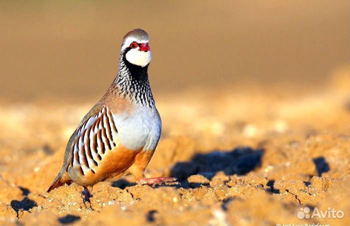 Куропатка Руфа