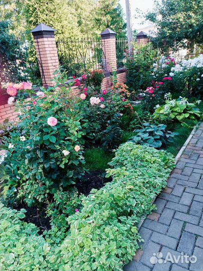 Много многолетних цветов