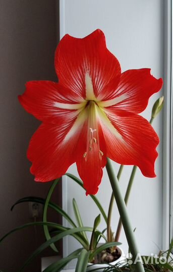 Амариллис, гиппеаструм