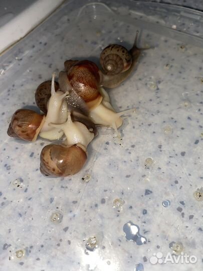 Улитки ахатины