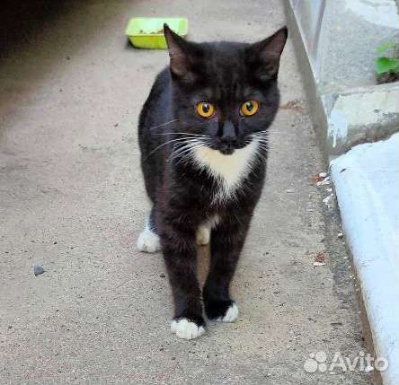 Коту нужен дом