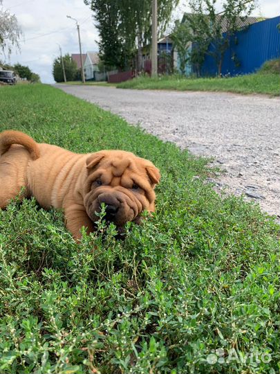 Щенки шарпей