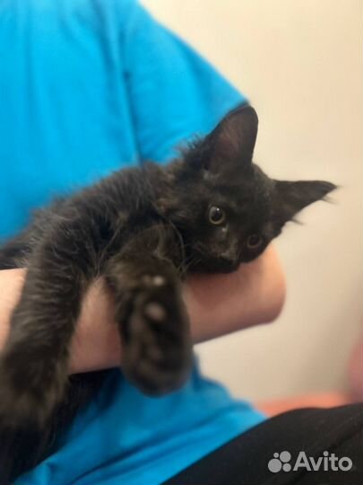 Котик отдается в добрые руки