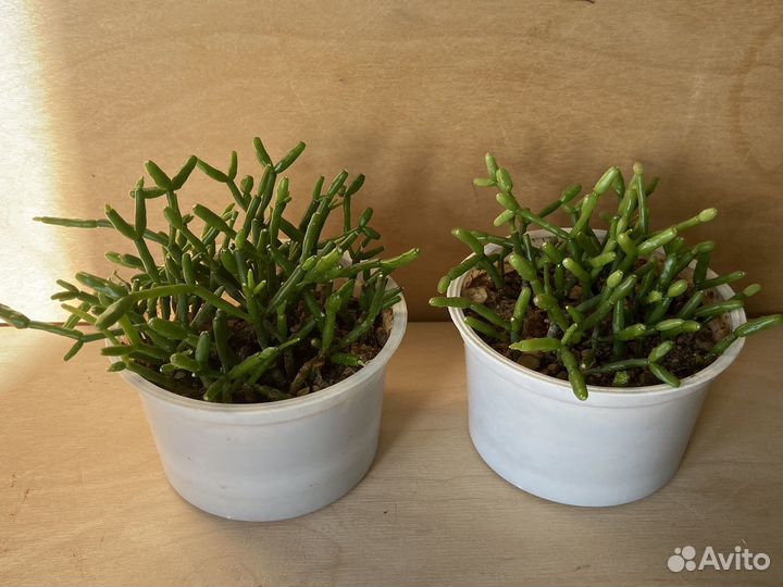 Растение Хатиора