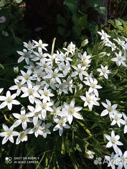 Птицемлечник