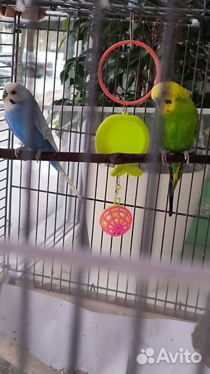 2 волнистых попугая