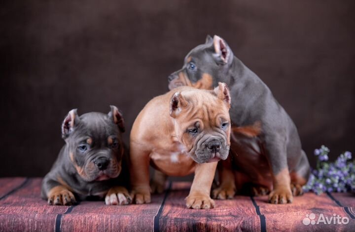 Щенок Американский Булли