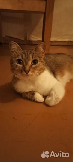 Кошка 1,5 лет