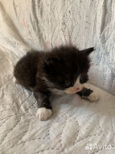 Котята в добрые руки даром