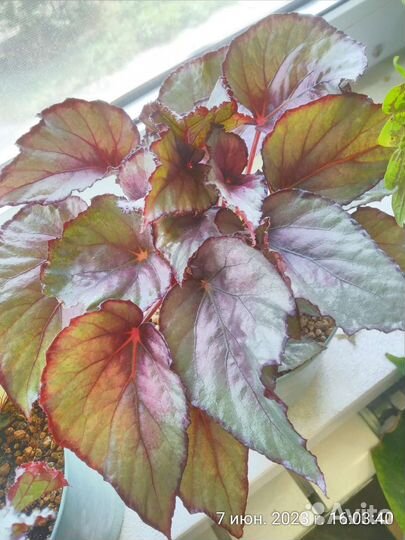 Бегония декоративно лиственная