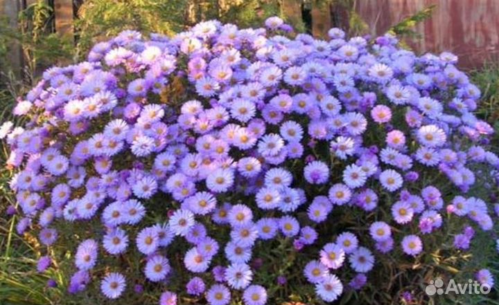 Растения для сада