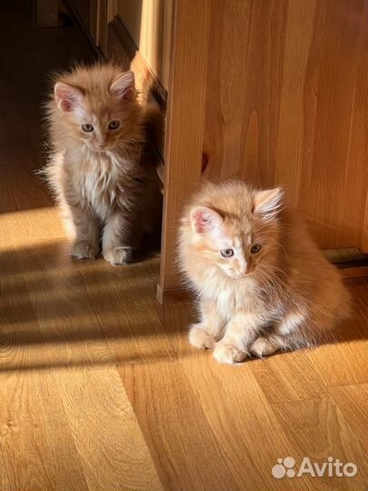 Котята, курильские бобтейлы