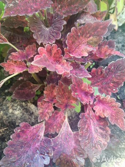 Черенки колеуса