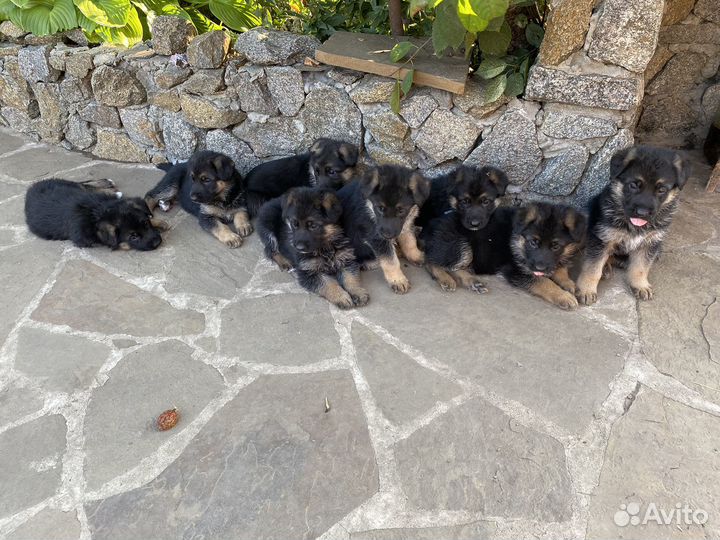 Щенки немецкой овчарки