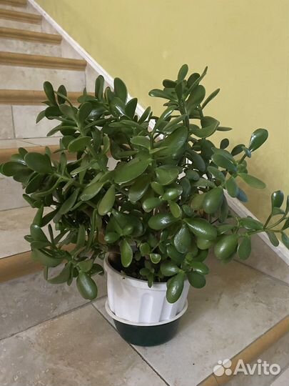 Денежное дерево