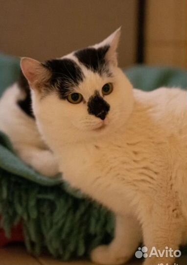 Скромный котик Фрам ждёт свою семью в приюте