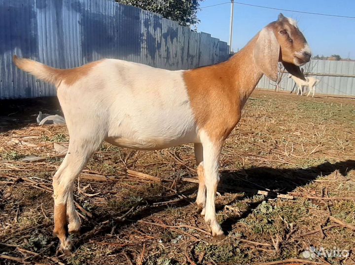 Продам нубийских козочек. Козлики на племя