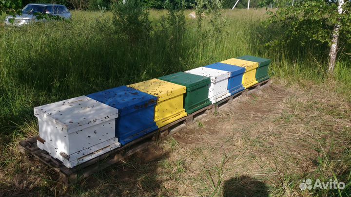 Пчелы продажа