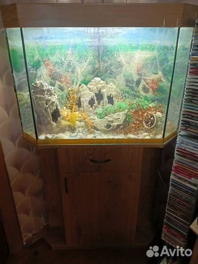 Панорамный угловой аквариум (110 л.) с тумбой, б/у